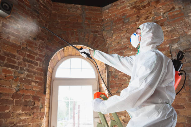 Trusted Pine Lake Park, NJ Mold Removal Experts